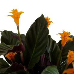 BLOOMIQUE - Lot de 2 - calathea crocata - plante d'intérieur - hauteur 30-40 cm - pot de 12 cm