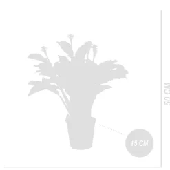 BLOOMIQUE - Lot de 2 - calathea crocata - plante d'intérieur - hauteur 30-40 cm - pot de 12 cm