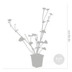 BLOOMIQUE - Lot de 3 - caltha palustris - populage des marais - plantes de bassin - hauteur 15-25 cm - pot 9 cm