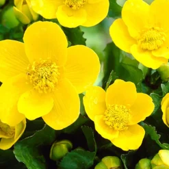 BLOOMIQUE - Lot de 3 - caltha palustris - populage des marais - plantes de bassin - hauteur 15-25 cm - pot 9 cm