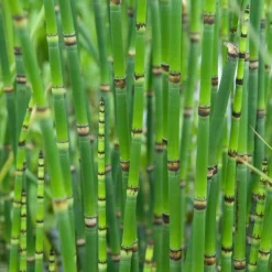 BLOOMIQUE - Lot de 6 - equisetum japonicum - prêle du japon - plantes de bassin - hauteur 20-30 cm - pot 9 cm