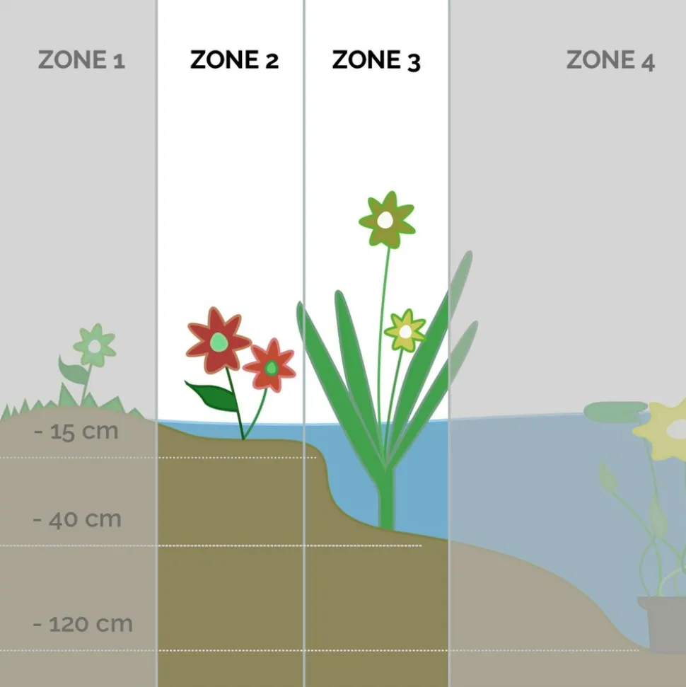 BLOOMIQUE - Lot de 3 - equisetum japonicum - prêle du japon - plantes de bassin - hauteur 20-30 cm - pot 9 cm