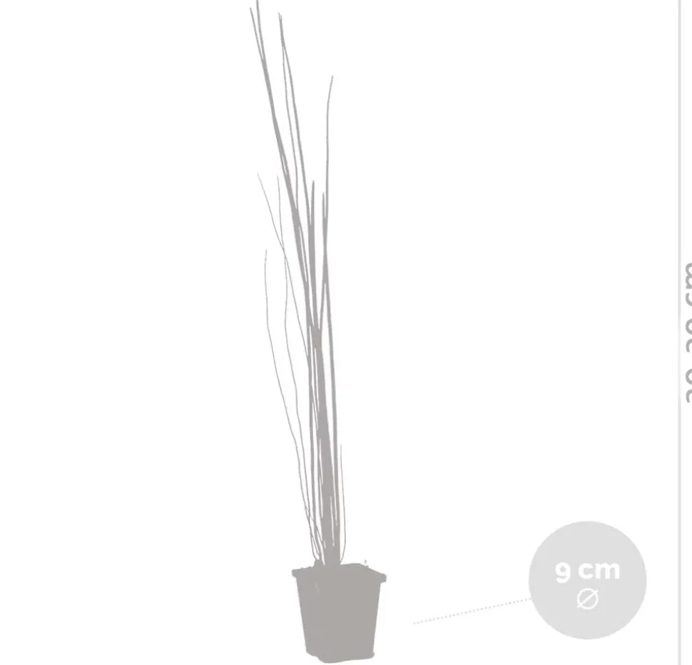 BLOOMIQUE - Lot de 3 - equisetum japonicum - prêle du japon - plantes de bassin - hauteur 20-30 cm - pot 9 cm