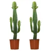 BLOOMIQUE - Lot de 2 - euphorbia acrurensis - euphorbe - cactus - 60-70 cm de haut - pot 17 cm