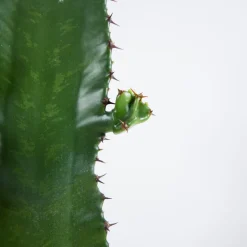 BLOOMIQUE - Lot de 2 - euphorbia acrurensis - euphorbe - cactus - 60-70 cm de haut - pot 17 cm