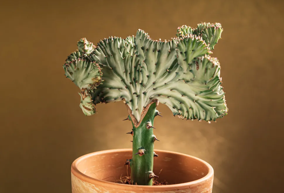 BLOOMIQUE - Lot de 2 - euphorbia lactea cristata - plante cactus - 20-30 cm de haut - pot 11 cm
