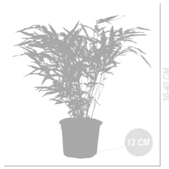 BLOOMIQUE - Lot de 6 - fargesia rufa - bambou - non traçant - rustique - hauteur 20-30 cm - pot 10 cm