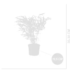BLOOMIQUE - Lot de 6 - fargesia rufa - bambou - non traçant - rustique - hauteur 20-30 cm - pot 10 cm