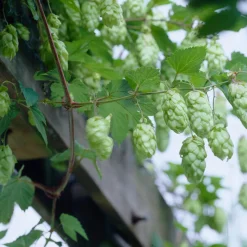 BLOOMIQUE - Lot de 2 - humulus lupulus - plante de houblon - pot 15 cm - 70-80 cm de haut