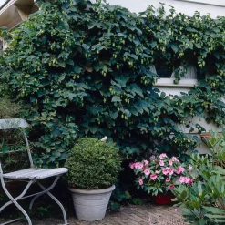 BLOOMIQUE - Lot de 2 - humulus lupulus - plante de houblon - pot 15 cm - 70-80 cm de haut