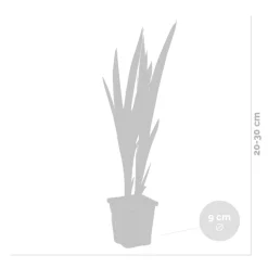 BLOOMIQUE - Lot de 3 - iris versicolor - iris versicolore - plantes de bassin - hauteur 20-30 cm - pot 9 cm