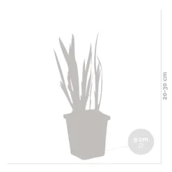 BLOOMIQUE - Lot de 3 - iris pseudacorus - iris jaune - plantes de bassin - hauteur 20-30 cm - pot 9 cm