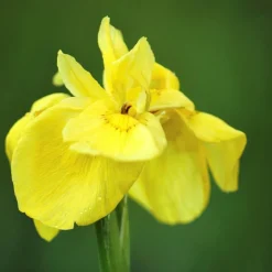 BLOOMIQUE - Lot de 6 - iris pseudacorus - iris jaune - plantes de bassin - hauteur 20-30 cm - pot 9 cm