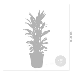 BLOOMIQUE - Lot de 6 - lobelia queen victoria - lobélie cardinalis - hauteur 20-30 cm - pot 9 cm