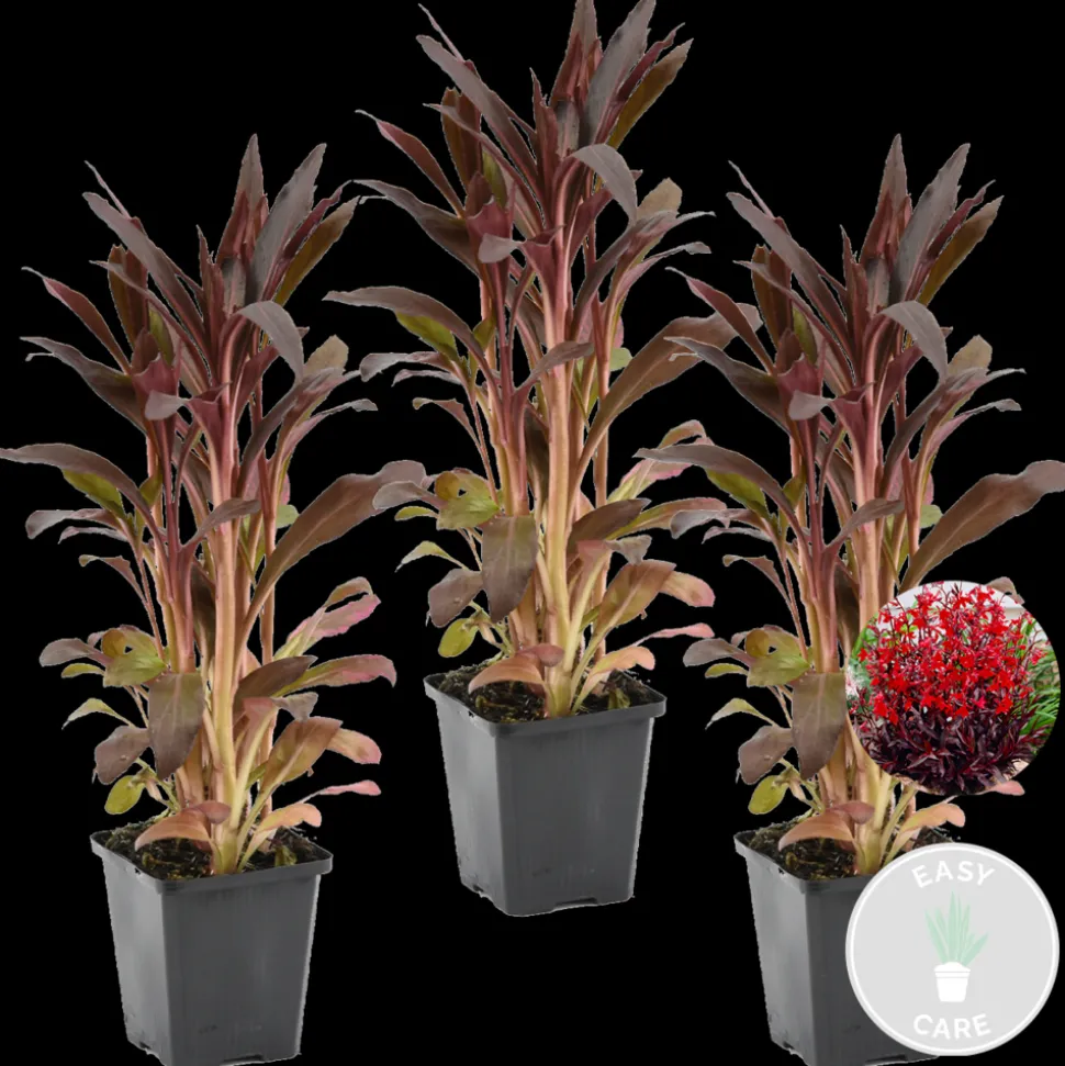 BLOOMIQUE - Lot de 3 - lobelia queen victoria - lobélie écarlate - rouge - hauteur 20-30 cm - pot 9 cm
