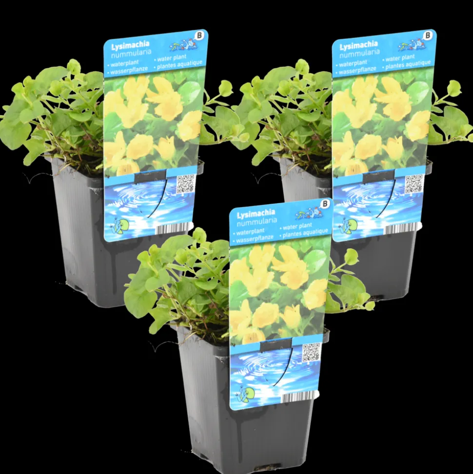BLOOMIQUE - Lot de 3 - lysimachia nummularia - herbe aux écus - plantes de bassin - 10-20 cm de haut - pot 9 cm