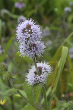 BLOOMIQUE - Lot de 3 - mentha aquatica - menthe aquatique - plantes de bassin - 10-20 cm de haut - pot 9 cm