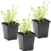 BLOOMIQUE - Lot de 3 - myosotis palustris - myosotis des marais - hauteur 10-20 cm - pot 9 cm