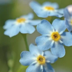 BLOOMIQUE - Lot de 3 - myosotis palustris - myosotis des marais - hauteur 10-20 cm - pot 9 cm