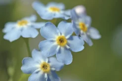 BLOOMIQUE - Lot de 6 - myosotis palustris - myosotis des marais - hauteur 10-20 cm - pot 9 cm