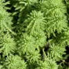 BLOOMIQUE - Lot de 2 - myriophyllum red stem - myriophylle rouge - hauteur 10-20 cm - pot 11 cm