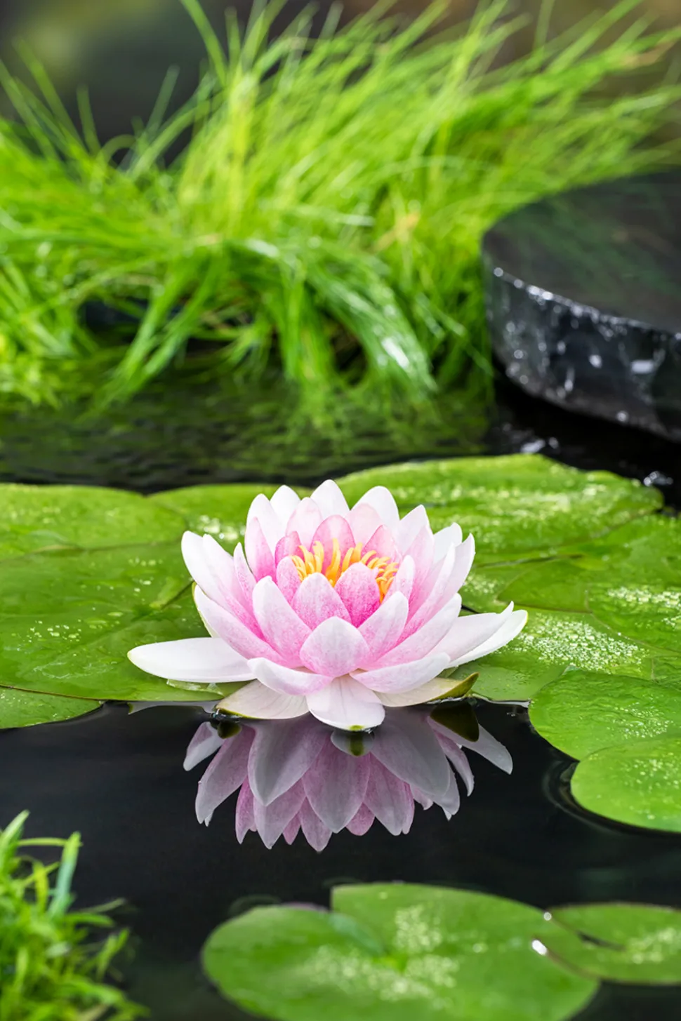 BLOOMIQUE - Lot de 2 - nymphaea wilfron gonnere - nénuphar - rose - hauteur 10-20 cm - pot 11 cm