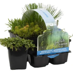 BLOOMIQUE - Lot de 6 - plantes de bassin oxygénantes - zones de bassin 1-2 - 15-25 cm de haut - pot 9 cm