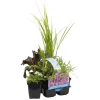 BLOOMIQUE - Lot de 6 - plantes de bassin parfumées - zones de bassin 1-2 - 15-25 cm de haut - pot 9 cm