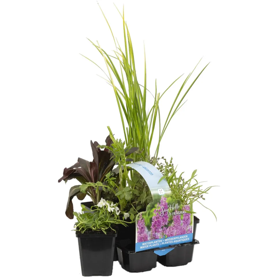 BLOOMIQUE - Lot de 6 - plantes de bassin parfumées - zones de bassin 1-2 - 15-25 cm de haut - pot 9 cm