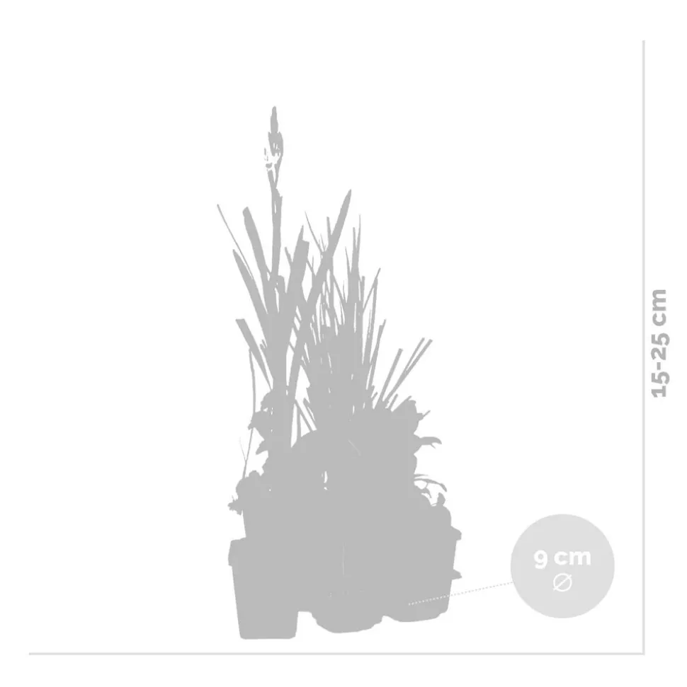 BLOOMIQUE - Lot de 6 - plantes de bassin parfumées - zones de bassin 1-2 - 15-25 cm de haut - pot 9 cm