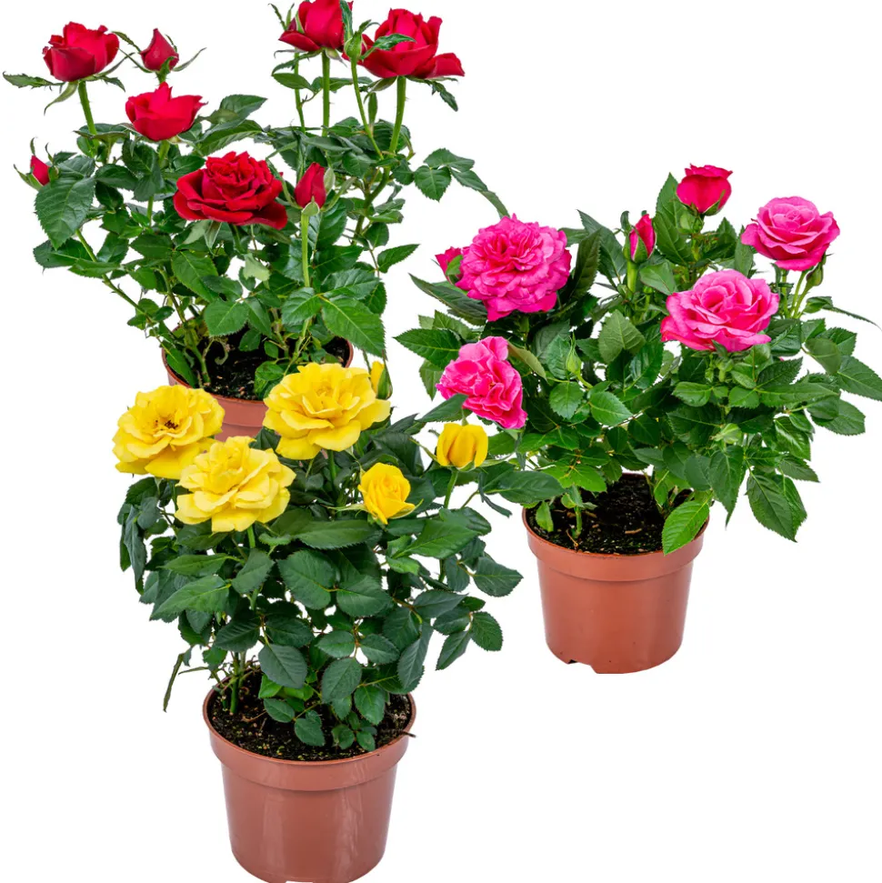 BLOOMIQUE - Lot de 3 - rosiers nains - rouge, jaune, rose - 20-30 cm de haut - pot 12 cm