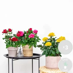 BLOOMIQUE - Lot de 3 - rosiers nains - rouge, jaune, rose - 20-30 cm de haut - pot 12 cm
