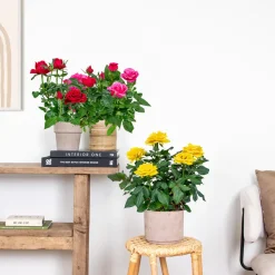 BLOOMIQUE - Lot de 3 - rosiers nains - rouge, jaune, rose - 20-30 cm de haut - pot 12 cm