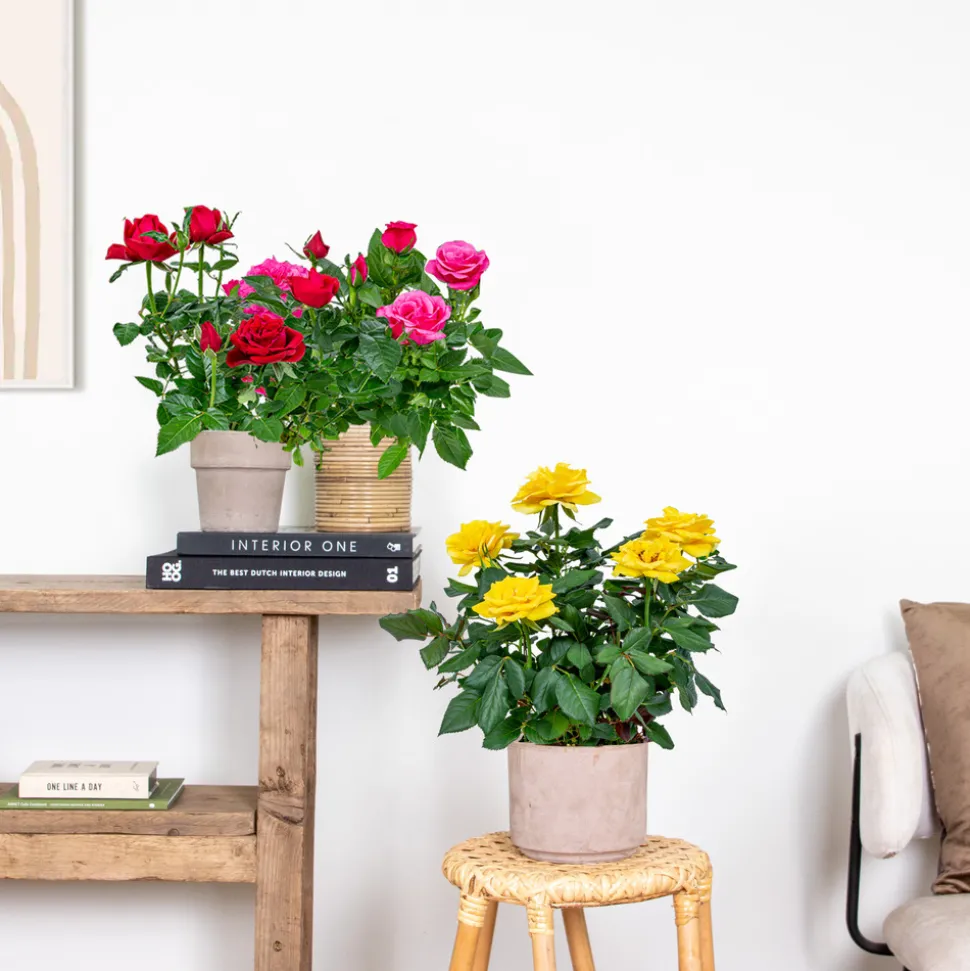 BLOOMIQUE - Lot de 3 - rosiers nains - rouge, jaune, rose - 20-30 cm de haut - pot 12 cm
