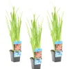 BLOOMIQUE - Lot de 3 - schizostylis 'mrs hegarty' - lis des cafres rose - 10-20 cm de haut - pot 9 cm