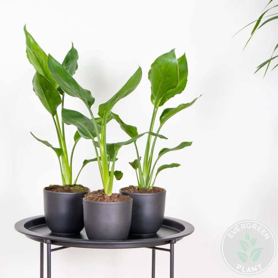 BLOOMIQUE - Lot de 3 - strelitzia reginae - oiseau de paradis - hauteur 30-40 cm - pot 12 cm