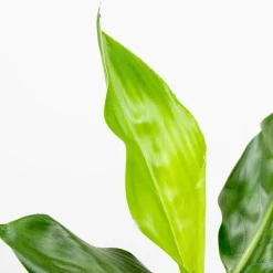 BLOOMIQUE - Lot de 3 - strelitzia reginae - oiseau de paradis - hauteur 30-40 cm - pot 12 cm