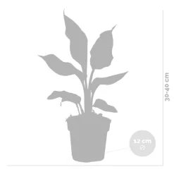 BLOOMIQUE - Lot de 3 - strelitzia reginae - oiseau de paradis - hauteur 30-40 cm - pot 12 cm