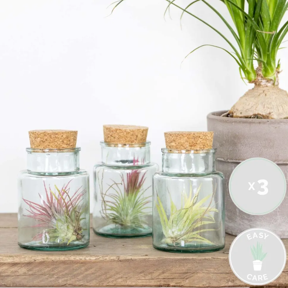 BLOOMIQUE - Lot de 3 - tillandsia en verre - plantes aériennes - plantes d’intérieur - taille 5-15 cm