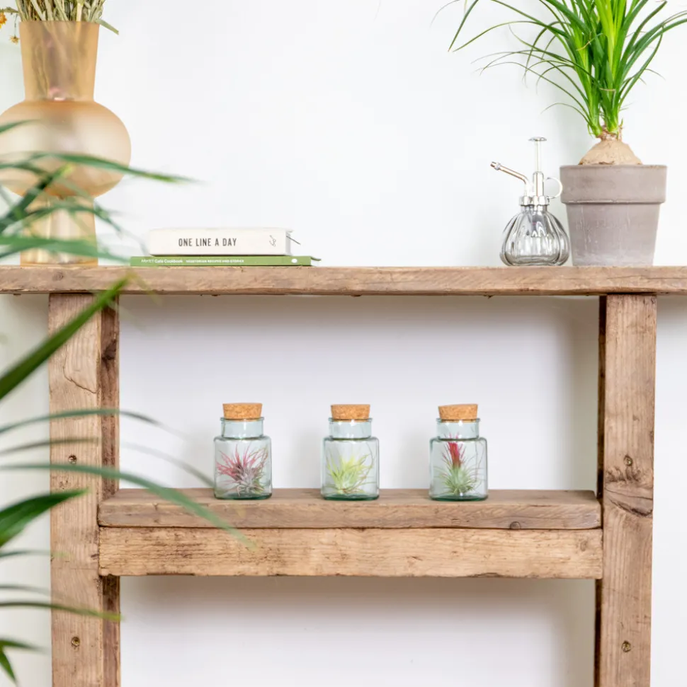 BLOOMIQUE - Lot de 3 - tillandsia en verre - plantes aériennes - plantes d’intérieur - taille 5-15 cm