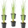 BLOOMIQUE - Lot de 6 - typha latifolia - grand massette - cigare des marais - 15-25 cm de haut - pot 9 cm