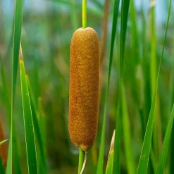 BLOOMIQUE - Lot de 6 - typha latifolia - grand massette - cigare des marais - 15-25 cm de haut - pot 9 cm