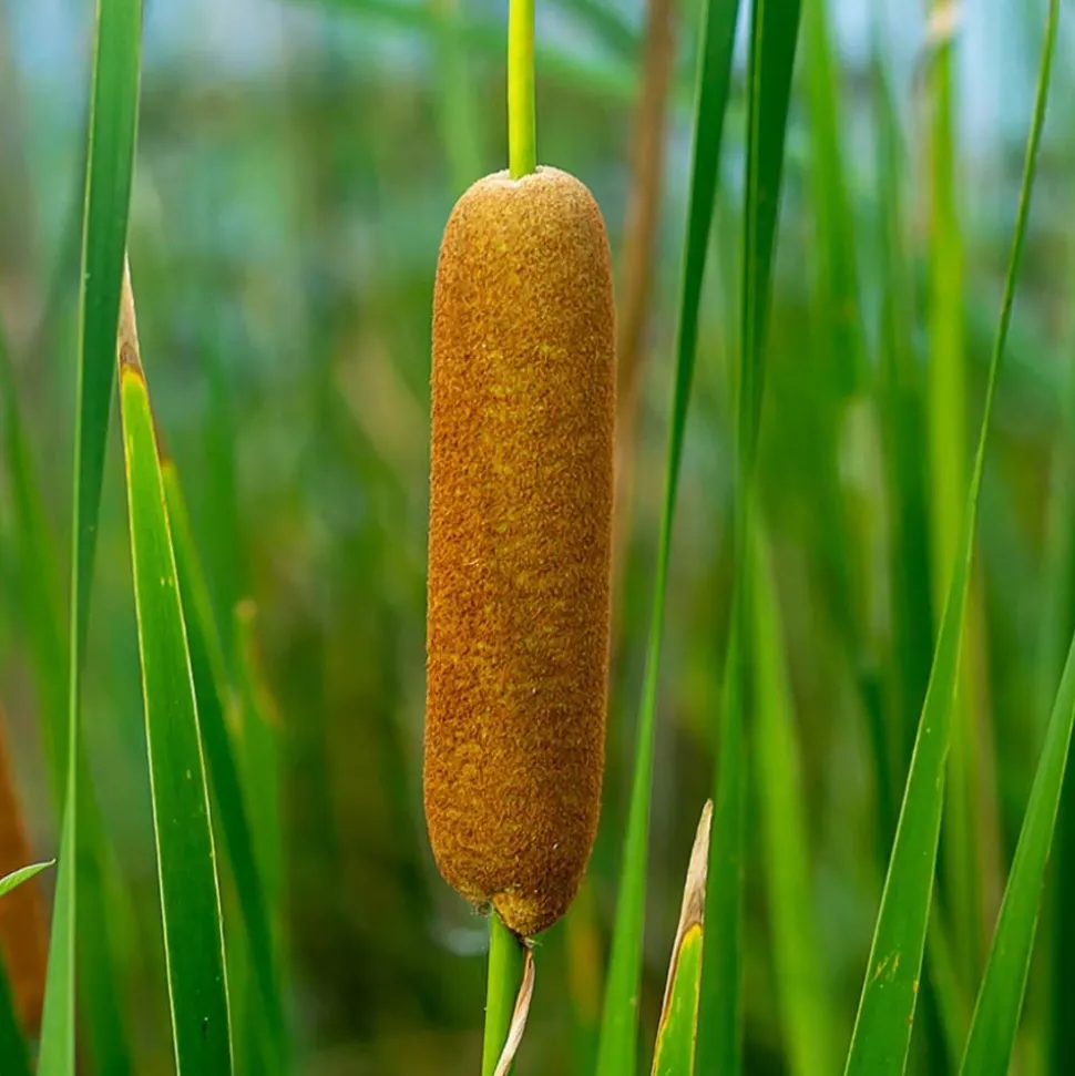 BLOOMIQUE - Lot de 3 - typha latifolia - grand massette - cigare des marais - 15-25 cm de haut - pot 9 cm
