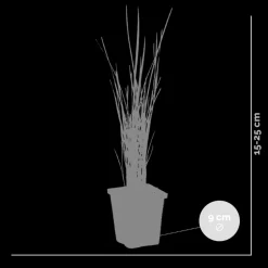 BLOOMIQUE - Lot de 3 - typha latifolia - grand massette - cigare des marais - 15-25 cm de haut - pot 9 cm