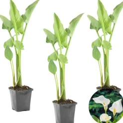 BLOOMIQUE - Lot de 3 - zantedeschia aethiopica - arum blanc - plantes de bassin - 10-20 cm de haut - pot 9 cm