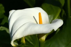 BLOOMIQUE - Lot de 3 - zantedeschia aethiopica - arum blanc - plantes de bassin - 10-20 cm de haut - pot 9 cm