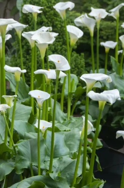 BLOOMIQUE - Lot de 6 - zantedeschia aethiopica - arum blanc - plantes de bassin - 10-20 cm de haut - pot 9 cm