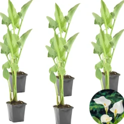 BLOOMIQUE - Lot de 6 - zantedeschia aethiopica - arum blanc - plantes de bassin - 10-20 cm de haut - pot 9 cm