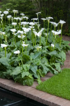 BLOOMIQUE - Lot de 6 - zantedeschia aethiopica - arum blanc - plantes de bassin - 10-20 cm de haut - pot 9 cm