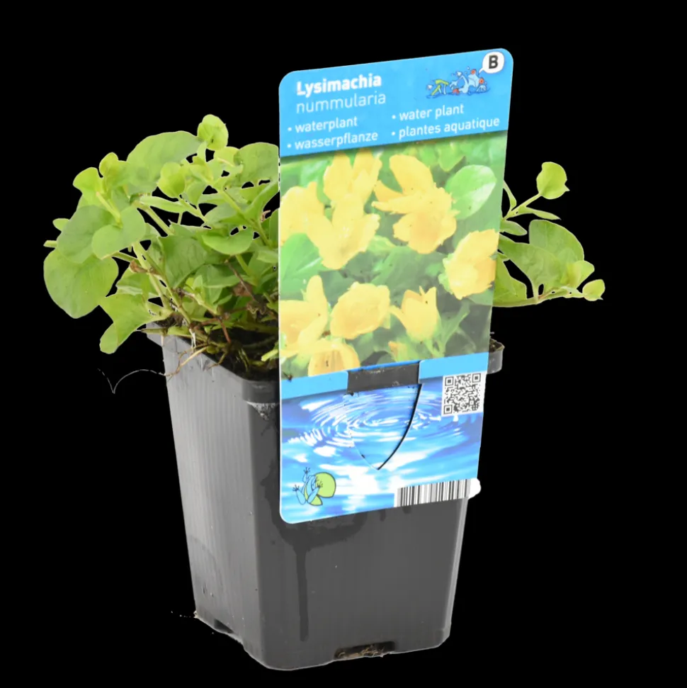 BLOOMIQUE - Lysimachia nummularia - herbe aux écus - plantes de bassin - 10-20 cm de haut - pot 9 cm